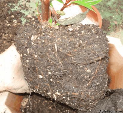 gránulos de abono rico en fósforo