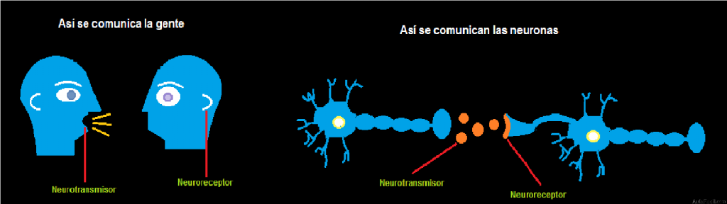 Neurotransmisores