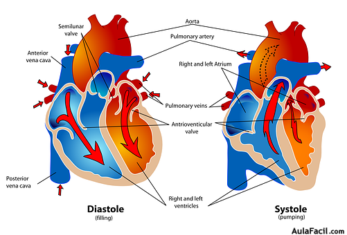 Sistole y diástole