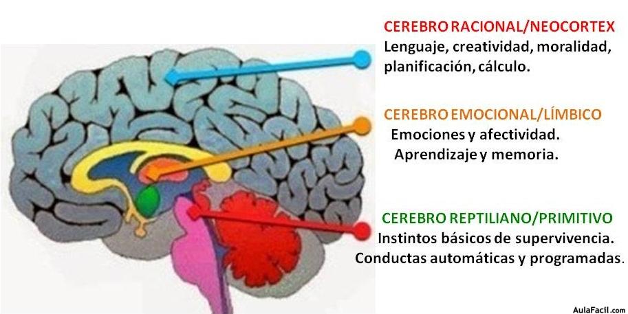 PARTES DEL CEREBRO HUMANO