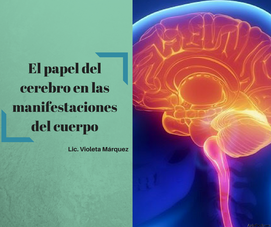 El papel del cerebro en las manifestaciones del cuerpo El papel del cerebro en las manifestaciones del cuerpo