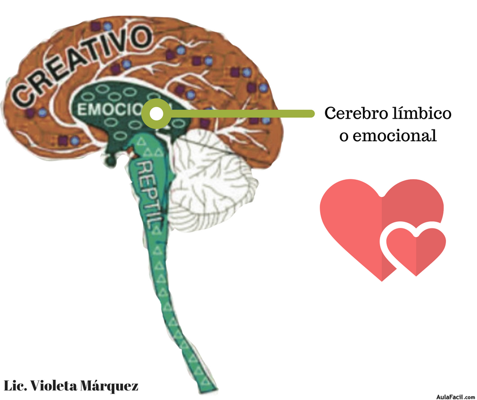 Cerebro límbico