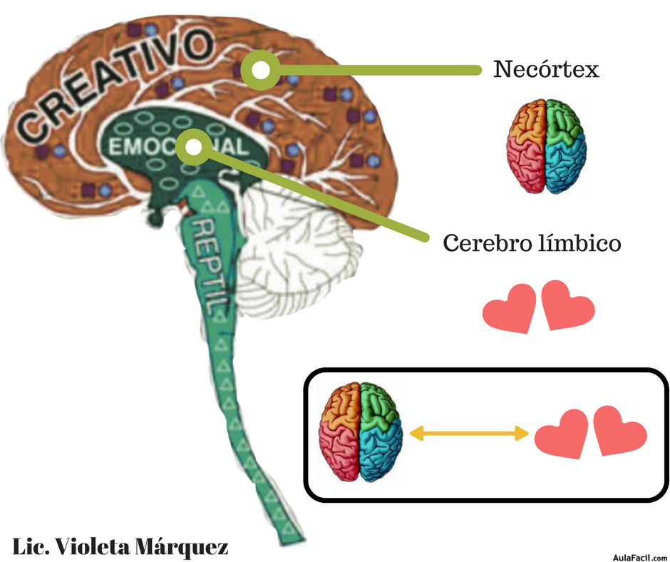 Necórtex1