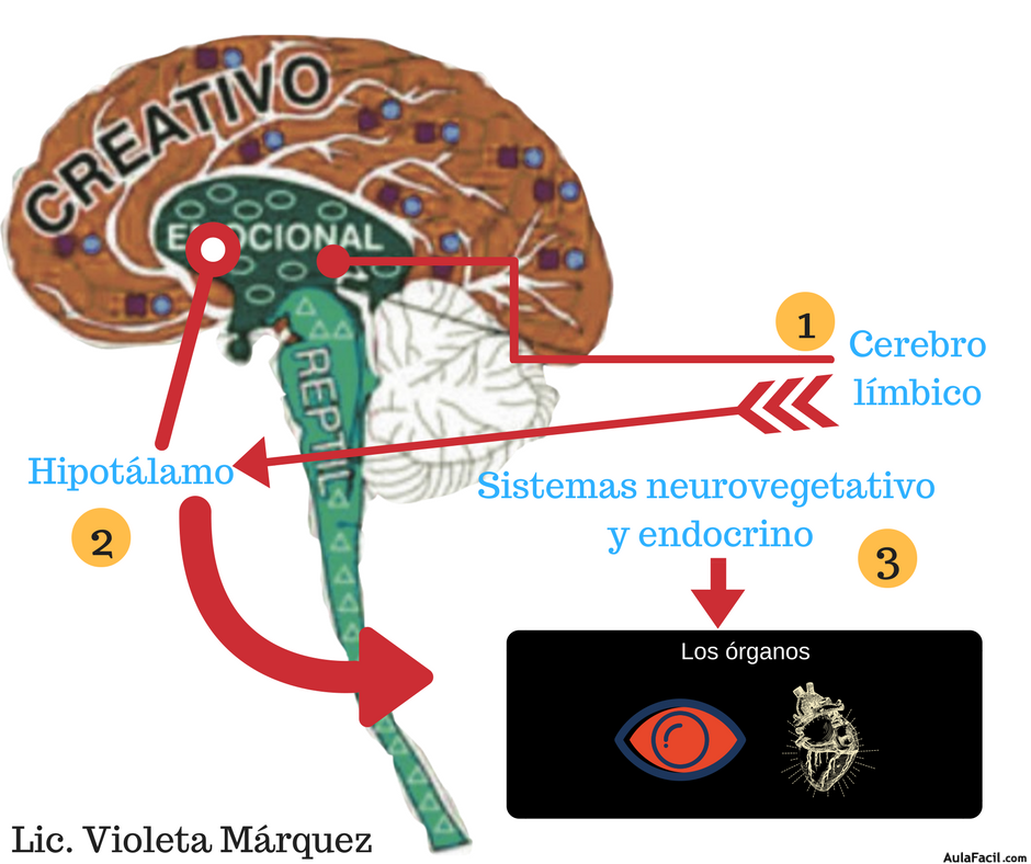 sistemas neurovegetativo y endocrino