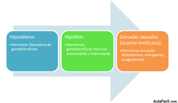 Mecanismos hormonales implicados en la pubertad