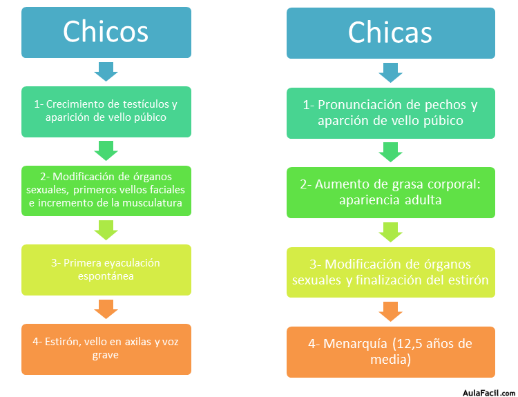 🥇▷【 Principales cambios - Adolescencia: desarrollo biológico y psicológico  】