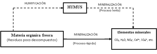 Evolución de la materia orgánnica