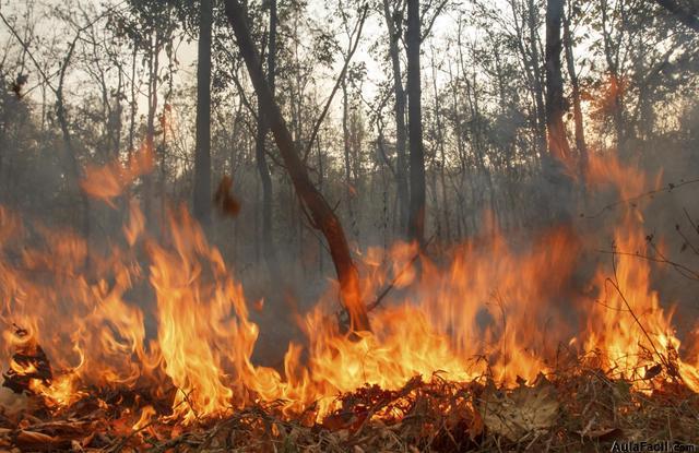 Incendios Forestales