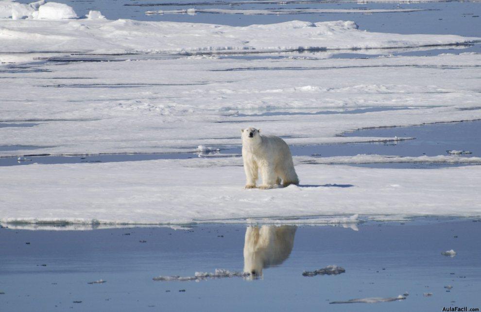 Oso Polar