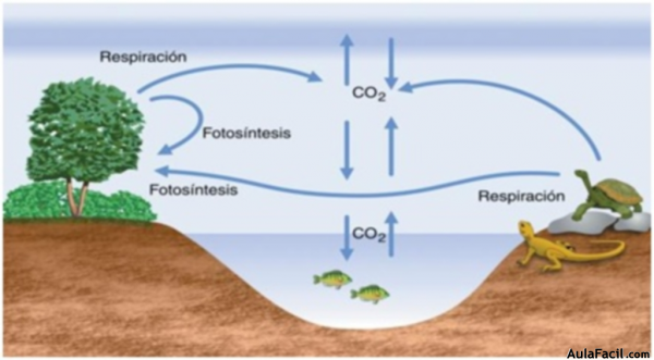 Ciclo del Carbono