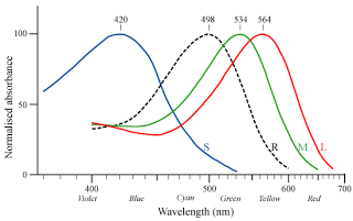 Cone response