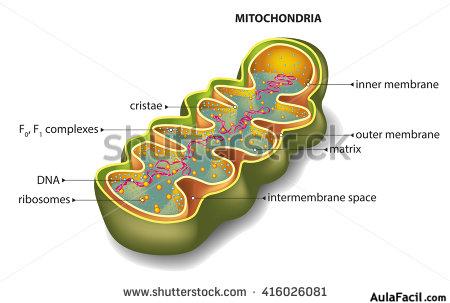 stock vector section of mitochondria 416026081