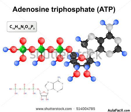 stock vector adenosine triphosphate structural formula and chemical formula and molecular model of atp 514004785