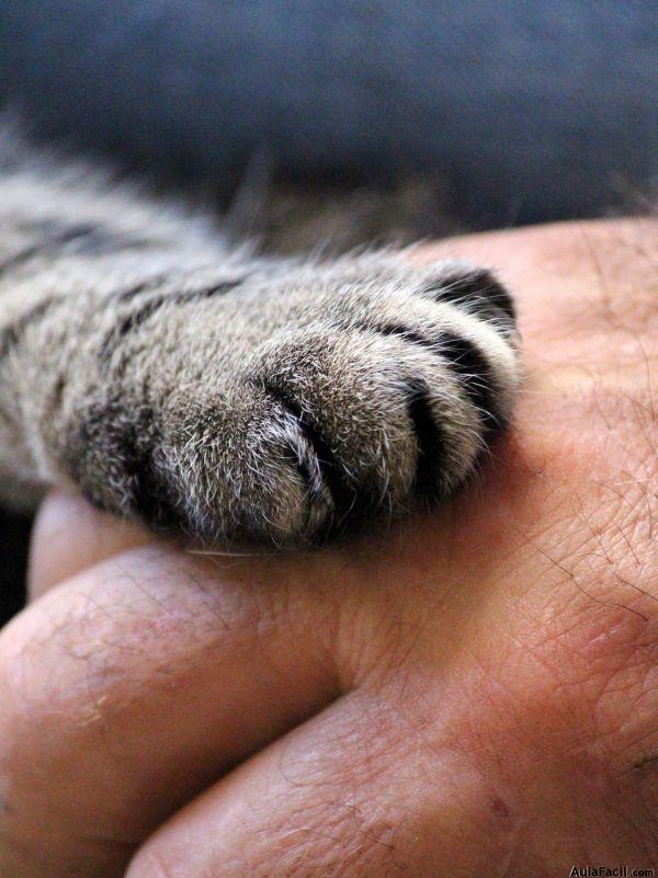 cats paw 1375792 1920 cats paw 1375792 1920