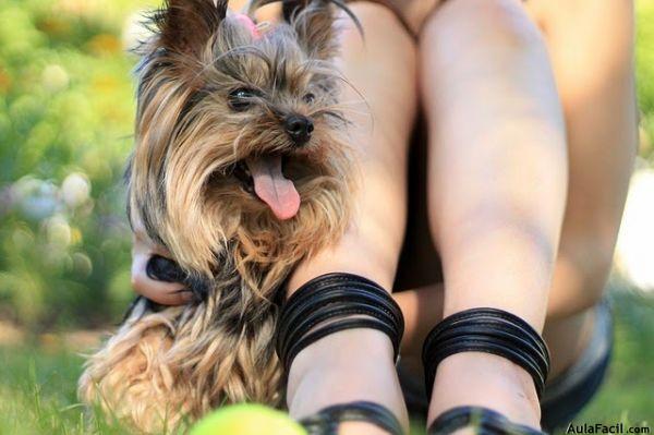 mujer con perro yorkshire parejas mujer con perro yorkshire parejas