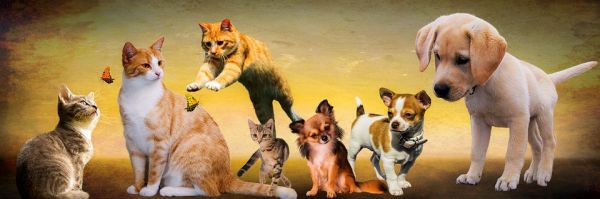 animals 2222007 960 720 animals 2222007 960 720