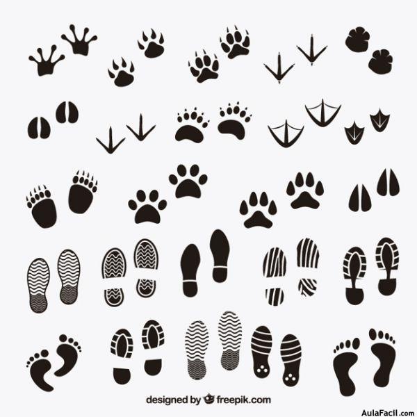 huellas sombras de animales y humanos 23 2147504112 huellas sombras de animales y humanos 23 2147504112