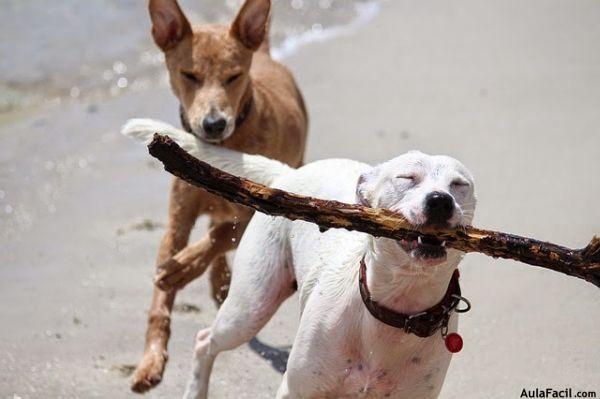perros jugando corriendo playa palo perros jugando corriendo playa palo