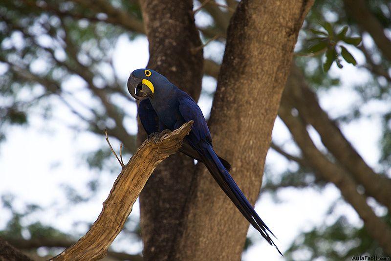 Arara Azul no Pantanal do Mato Grosso – foto de Nori Almeida