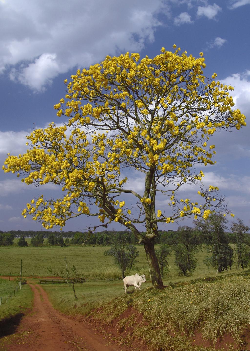 Ipê amarelo – foto de José Reynaldo da Fonseca