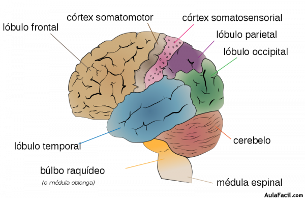 Cerebrum lobes es svg