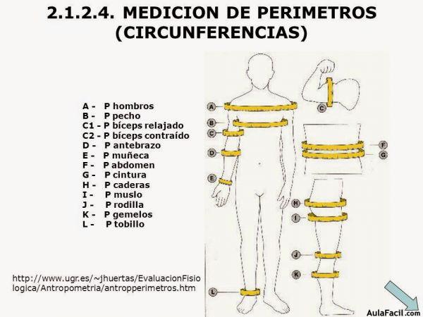 🥇▷【 Medidas antropométricas - Cómo bajar de peso rápido 】