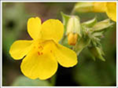 20 Mimulus