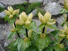 12 Gentian