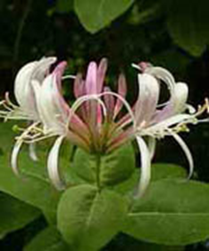 16 Honeysuckle