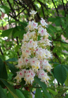 35 White Chestnut