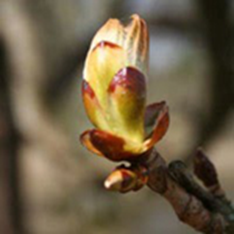 7 Chestnut Bud