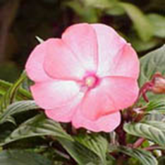 18 Impatiens