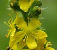 1 Agrimony