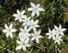 29 Star of Bethlehem