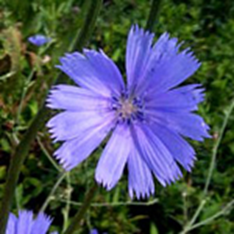 8 Chicory