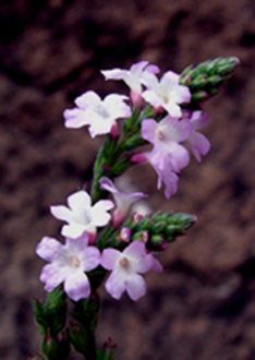 31 Vervain