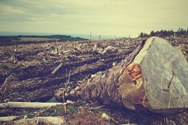 deforestation 405749 640 deforestation 405749 640