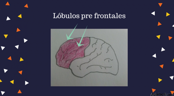 lóbulos pre frontales