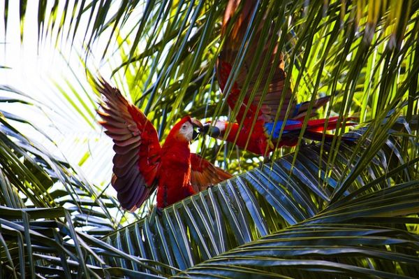 parrots 1149648 640 enfermedades aves exoticas