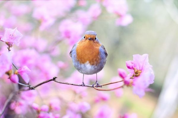 spring bird 2295436 640 spring bird 2295436 640