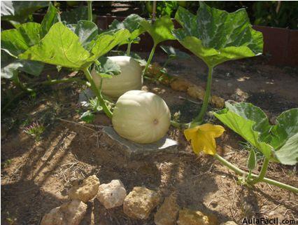 🥇▷【 Plantar, cuidar y cultivar: Calabaza y calabacines; Patatas