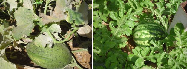 Plantar Cuidar Y Cultivar Melones Y Sandias Huerto