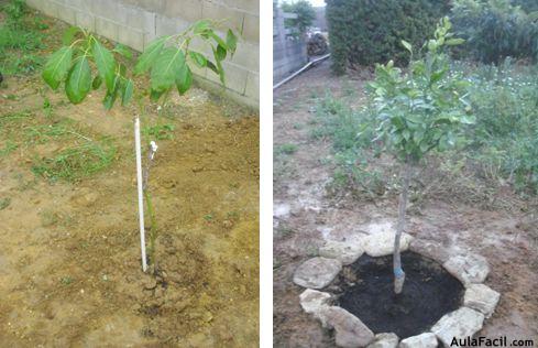 ?▷【 Plantar, cuidar y cultivar: Plantar un árbol frutal - Huerto Casero 】