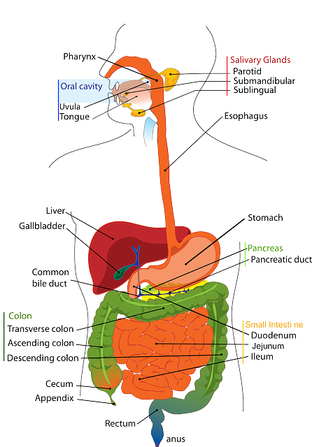 digestive 41529 640