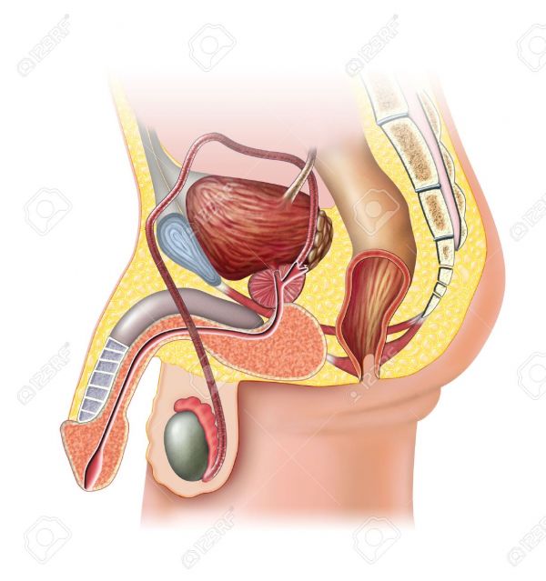 31970523 anatomía del sistema reproductor masculino ilustración digital 