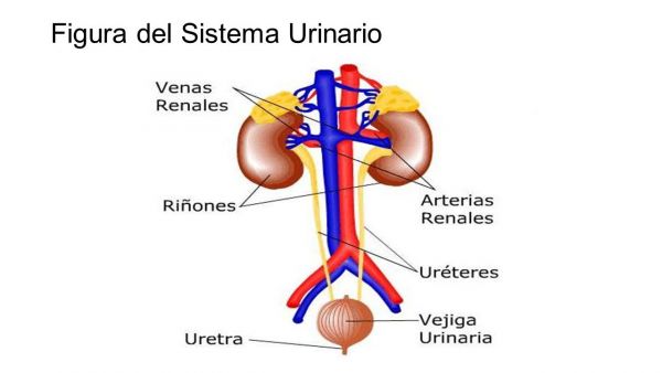 Figura+del+Sistema+Urinario