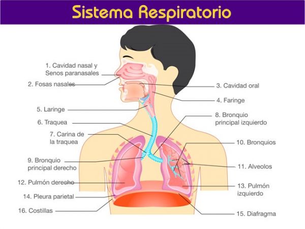 sistema respiratorio humano