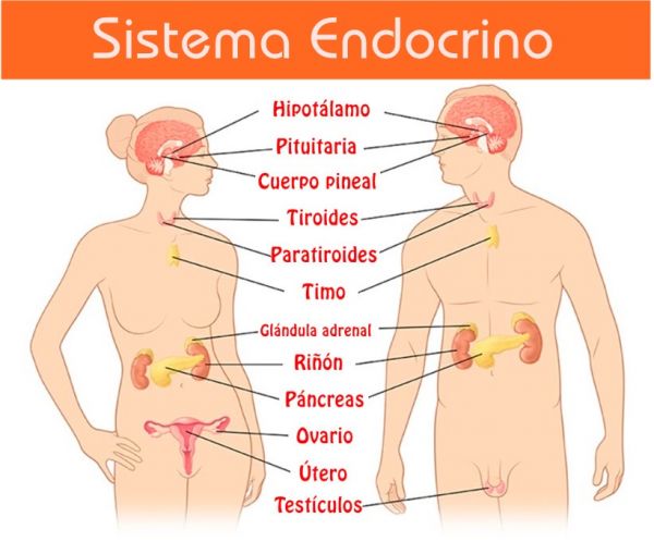 sistema endocrino