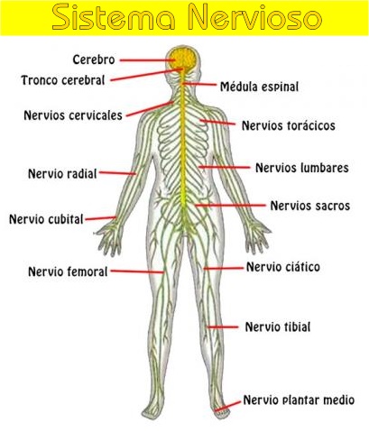🥇▷【 Sistema Nervioso - Anatomía Funcional 】