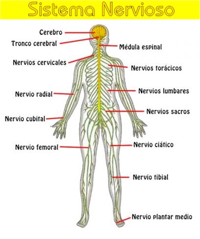sistemanerviosoAulafacil